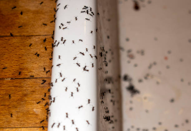 Best Affordable Pest Control Services  in El Paso De Robles, CA