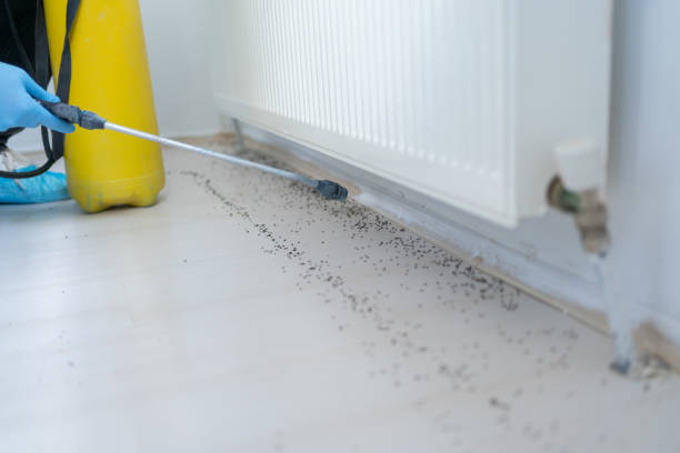 Best Emergency Pest Control  in El Paso De Robles, CA